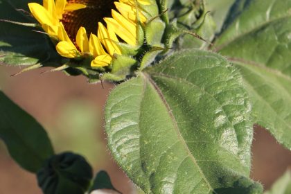 A partially opened yellow sunflower with black seeds with the evening sun shining on it's leaves
