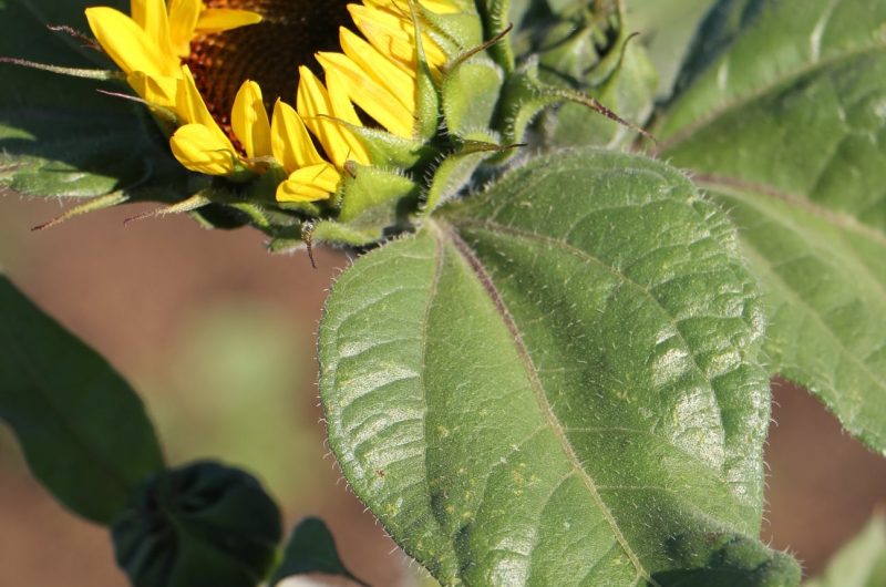 A partially opened yellow sunflower with black seeds with the evening sun shining on it's leaves