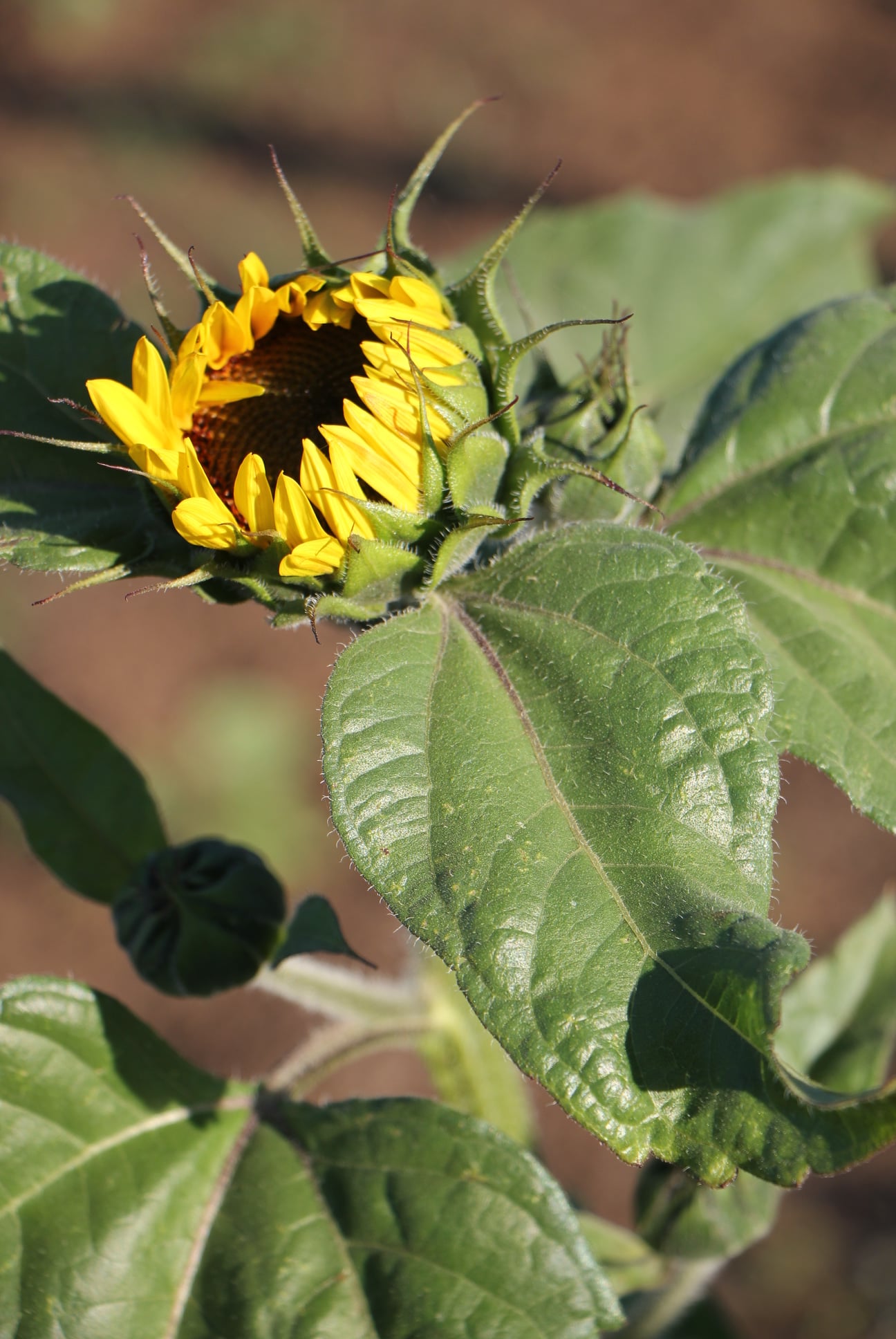 A partially opened yellow sunflower with black seeds with the evening sun shining on it's leaves