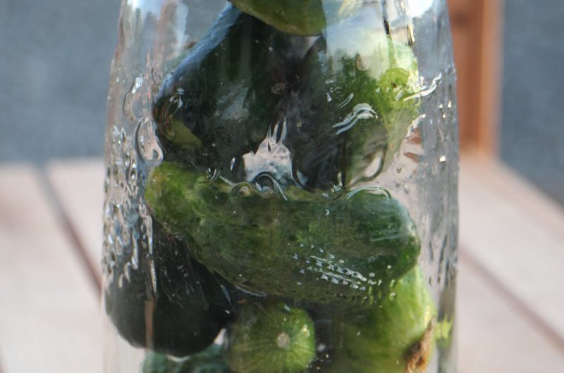 Fresh green pickles in an open jar ready for canning